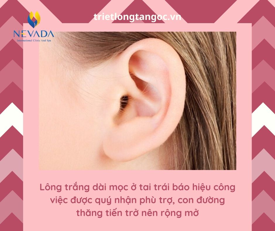 lông mọc ở tai, lông mọc ở vành tai, lông mọc ở lỗ tai, lông mọc ở trong tai, lông trắng mọc ở tai, có lông mọc ở tai, lông đen mọc ở tai