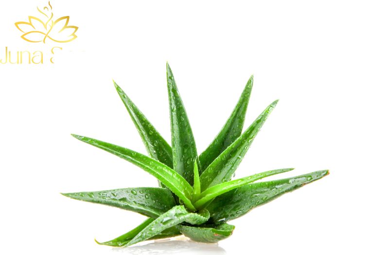 Trị sẹo thâm bằng Nha đam