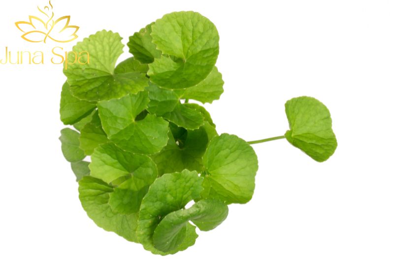 Trị sẹo thâm bằng Rau má